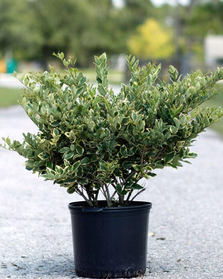 Ligustrum Jack Frost | Extra Large Gallon Plants | Variegated Foliage | Ideal for Hedges and Borders | Decorative Outdoor Shrub | Plants