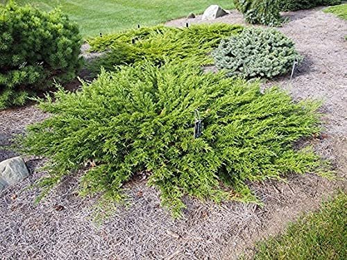 Juniper Monna Sierra Spreader | Live Inch Pots | Juniperus Chinensis | Drought Tolerant Cold Hardy Evergreen Groundcover Plants