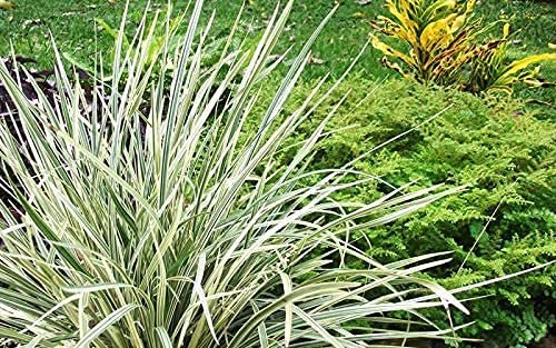 Aztec Grass - Live Quart Size Plants - Variegated Liriope - Ophiopogon Intermedius Argenteomarginatus