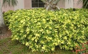 Arboricola Variegated Trinette | Extra Large 3 Gallon Plants | Schefflera arboricola 'Trinette' | Lush Foliage | Indoor/Outdoor Versatility