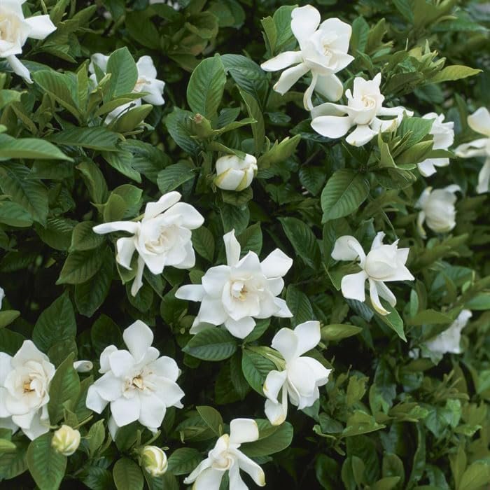 Gardenia Buttons | Extra Large Gallon Plants | Gardenia jasminoides 'Buttons' | Compact Beauty | Intense Fragrance