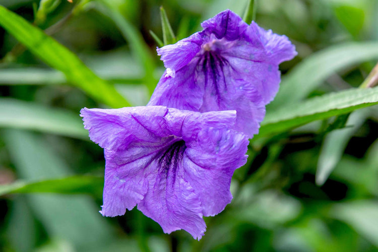 Mexican Petunia Purple I Large Gallon Size Plants I Ruellia Brittoniana | Live Vibrant Purple Flowers, Drought and Heat Tolerant, Ideal for Garden Borders and Container Planting