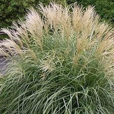 Miscanthus Adagio Grass | Extra Large Gallon Plants | Miscanthus sinensis 'Adagio' | Elegant Ornamental | Garden Accent