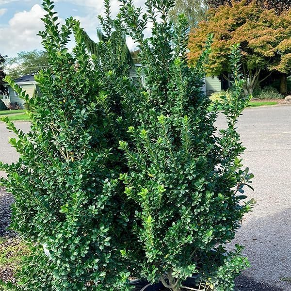 Steeds Holly I Large Gallon Size Plants I Upright Ilex Crenata | Upright Evergreen Shrub for Privacy Screens, Hedges, and Ornamental Landscaping