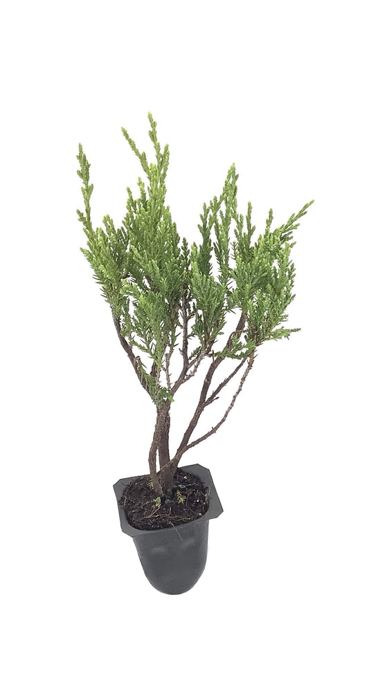 Sea Spray Juniper - Live Plants - Juniperus Chinensis - Drought Tolerant Cold Hardy Evergreen Ground Cover