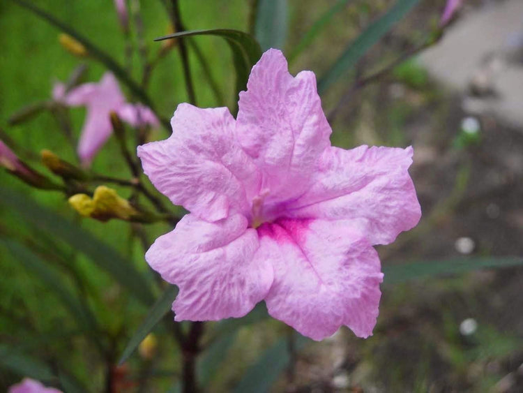 Pink Mexican Petunia | Live Plants | Ruellia Brittoniana | Drought Tolerant Low Maintenance Blooming Butterfly Bush