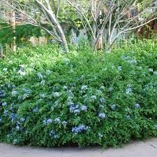 Plumbago Imperial Blue | Extra Large 3 Gallon Plants | Plumbago auriculata | Flowering Shrub | Drought Tolerant