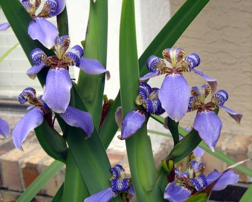 Walking Iris Regina | Live Plants | Giant Apostle Plant | Exotic Fragrant Blooming Specimen