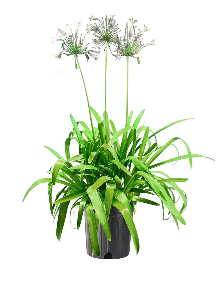 Agapanthus Africanus White | Extra Large Gallon Plants | Vibrant & Hardy Perennial, Lush, Ornamental Plant with Brilliant White Blooms, Ideal for Borders, Containers & Landscape Accents