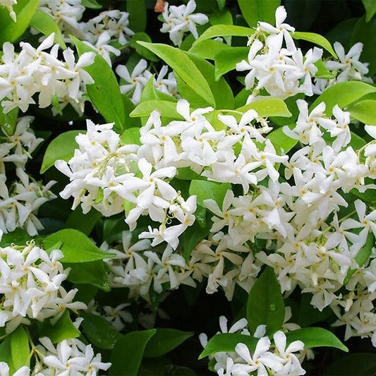 Star Jasmine | Extra Large 3 Gallon Plants | Trachelospermum Jasminoides | Fragrant Climbing Vine | Ideal for Trellises and Arbors