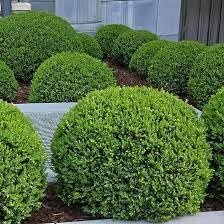 Wintergreen Boxwood | Extra Large Gallon Plants | Dense, Evergreen Shrub, Ideal for Decorative Hedges, Topiary Art & Landscape Borders, Cold Hardy & Drought Tolerant