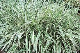 Flax Lily Dianella | Extra Large Gallon Plants | Dianella tasmanica | Hardy Perennial | Shade Tolerant