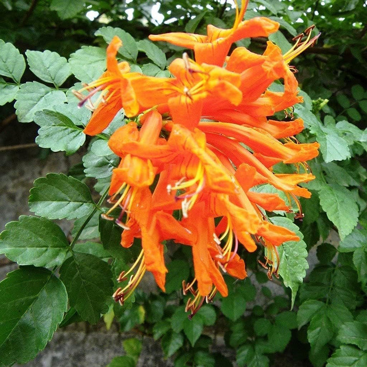 Cape Honeysuckle | Live Plants | Tecomaria Capensis | Birds & Butterfly Attracting Versatile Shrub