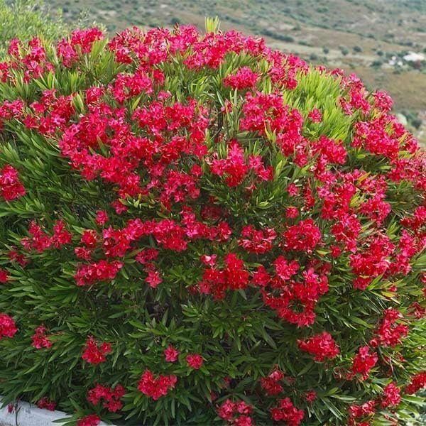 Oleander Red Plants | Live Plants | Nerium Oleander | Vibrant Red Blooms | Ideal for Outdoor Landscaping | Hardy & Low-Maintenance | Attracts Pollinators | Perfect for Hedges & Borders