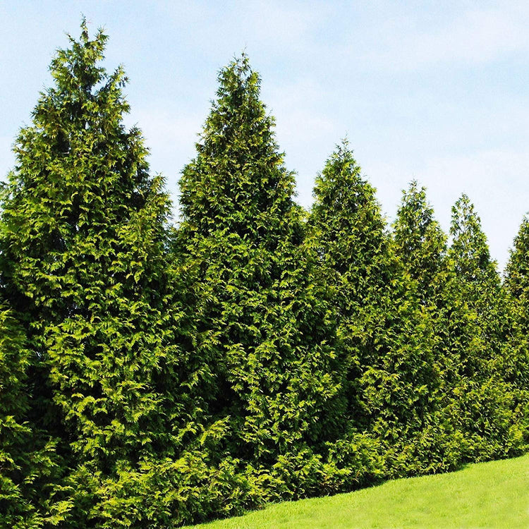 Thuja Plicata 'Green Giant' Arborvitae - Live Quart Size Plants - Evergreen Privacy Tree