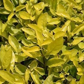 Duranta Gold Mound | Live Quart Size Plant | Duranta Erecta 'Gold Mound' | Vibrant Foliage | Landscape Accent Shrub Hedge