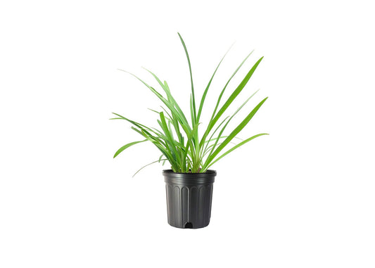 Agapanthus Africanus Lily of The Nile | Large Gallon Size Plants | Low Maintenance Flowering Groundcover Grass