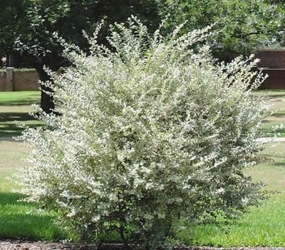 Ligustrum Sinense Variegated | Extra Large 3 Gallon Plants | Ligustrum sinense 'Variegata' | Stunning Foliage for Landscaping | Decorative Outdoor Shrub | Enhance Your Garden Aesthetics