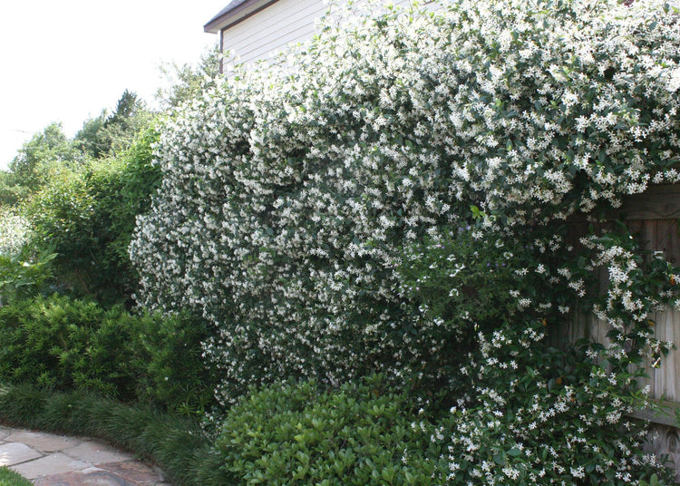 Star Confederate Jasmine | Extra Large Gallon Plants | Trachelospermum jasminoides 'Star' | Lush Flowering Vine | Perfect for Trellises and Arbors