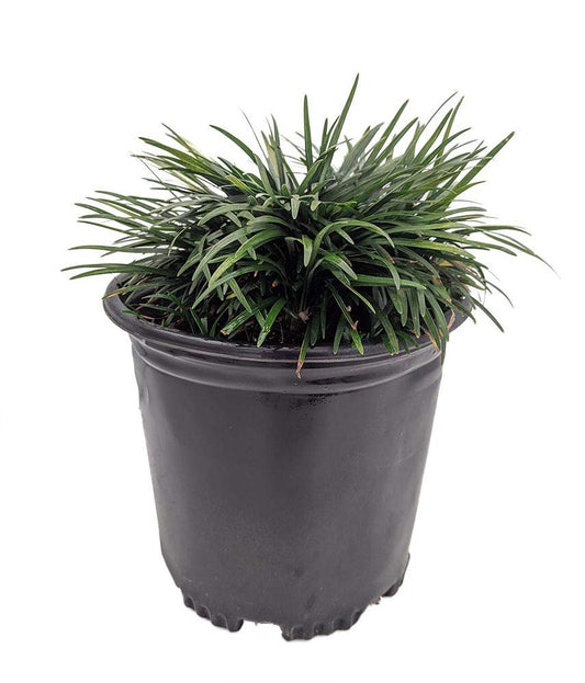 Dwarf Mondo Grass | Large Gallon Size Plants | Ophiopogon Japonicus Nanus | Live Evergreen Shade Loving Groundcover