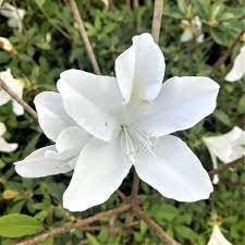 Azalea GG Gerbing | Extra Large Gallon Plants | Lush & Radiant White Blooms, Premium Quality, Hardy & Versatile, Ideal for Indoor/Outdoor Planting & Decor