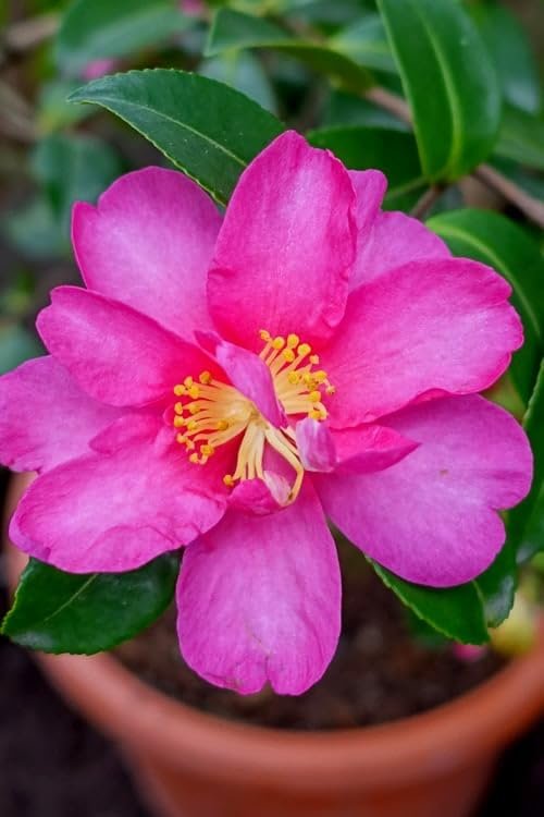 Camellia Sasanqua Kaniiro I Extra Large Gallon Plants | Pink Flowering Vibrant Blooming Shrub, Live Plant for Garden, Landscape & Home Decor, Hardy Evergreen Ornamental Flowering Bush