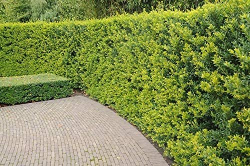 Needlepoint Chinese Holly - Ilex Cornuta - 50 Live Plants - Low Maintenance Screening Evergreen