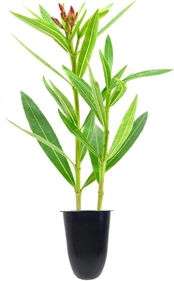 Oleander Red Plants | Live Plants | Nerium Oleander | Vibrant Red Blooms | Ideal for Outdoor Landscaping | Hardy & Low-Maintenance | Attracts Pollinators | Perfect for Hedges & Borders