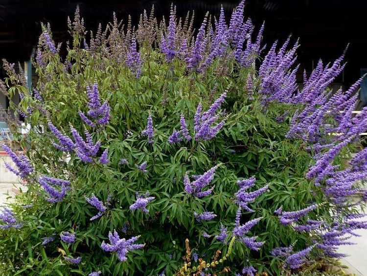 Chaste Tree | Live Seedlings | Texas Lilac Shoal Creek Vitex | Agnus Castus | Purple Flowering Lilac Shrub