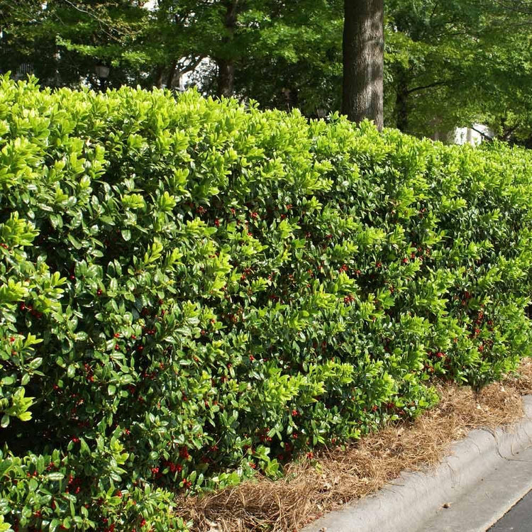 Dwarf Burfordi Holly Ilex | Extra Large Gallon Plants | Ilex cornuta 'Dwarf Burfordi' | Lush Evergreen Shrub | Ideal for Borders and Hedges