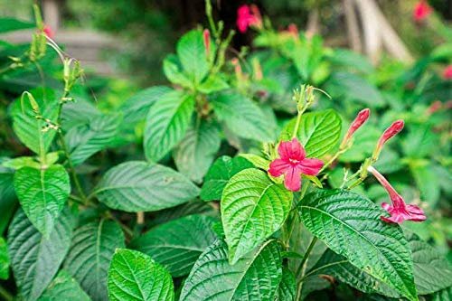 Red Elegant Brazilian Petunia | Ruellia Elegans | Live Plants | Butterfly Hummingbird Attracting Foliage