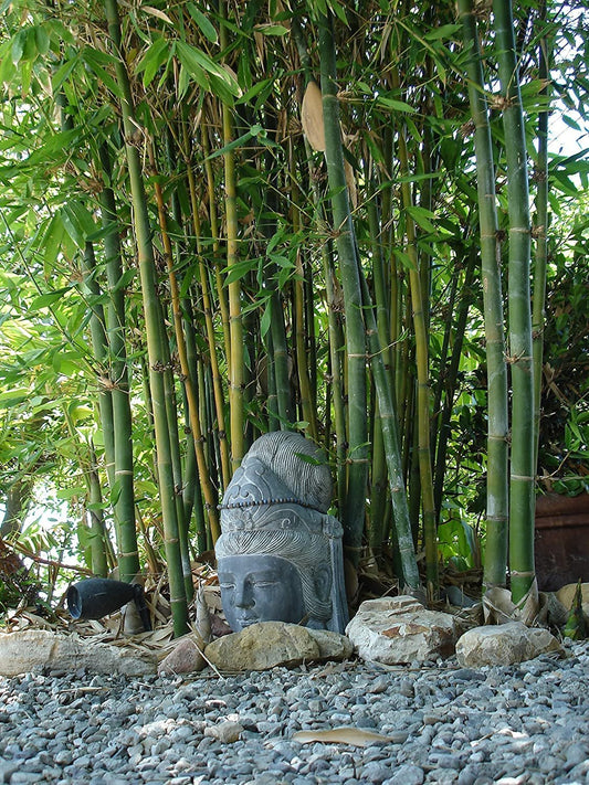 Giant Timber Bamboo | Live Plant | Bambusa Oldhamii | Beautiful Non-Invasive Clumping Bamboo Privacy Screen