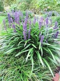 Super Blue Liriope Plants | Live 4 Inch Pots | Liriope Muscari | Ground Cover | Full Sun or Shade Tolerant