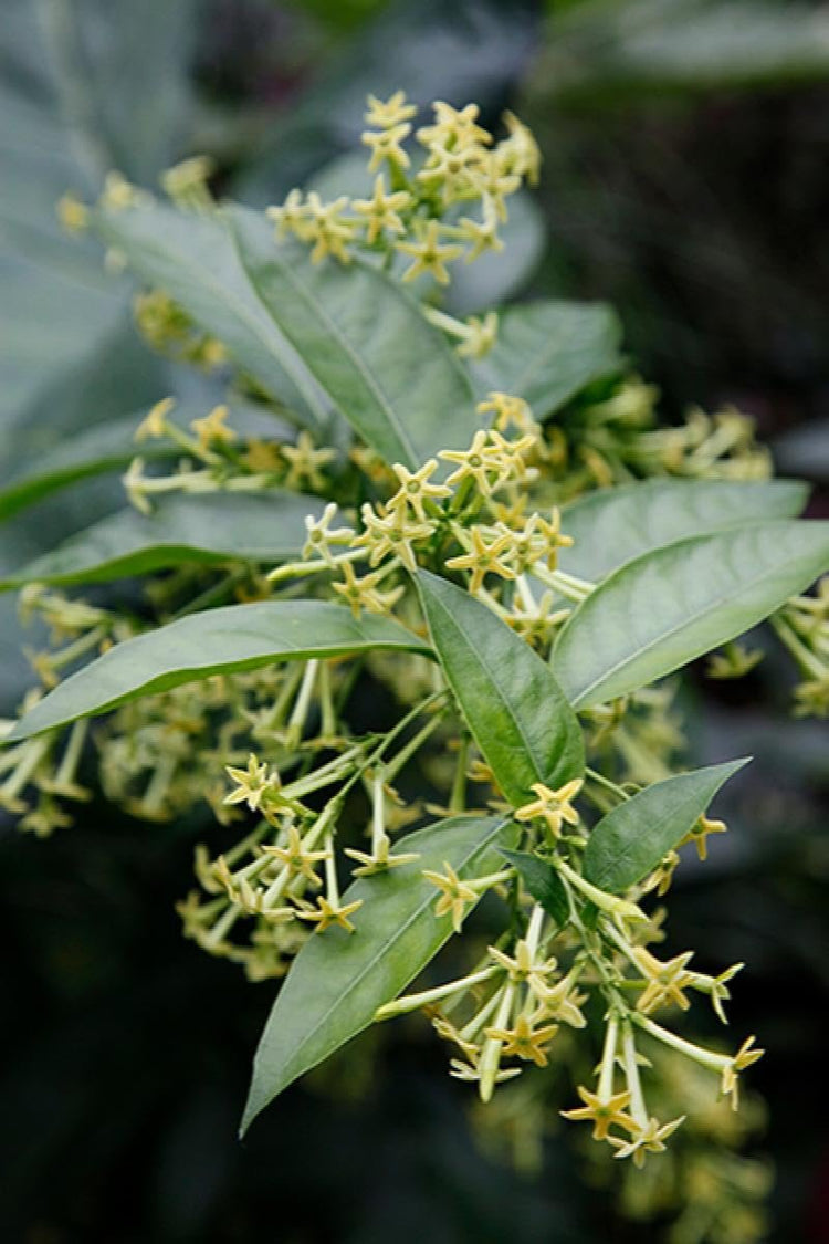 Night Blooming Jasmine I Live Plants I Cestrum Nocturnum | Fragrant White Flowers for Evening Garden Bliss, Perfect for Container Gardening, Easy to Grow