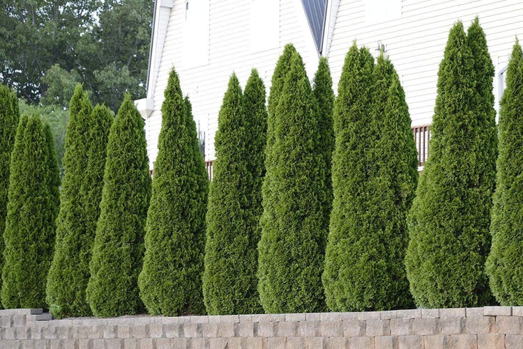 Thuja Green Giant Arborvitae - Live Trees 2" Pot Size - Evergreen Privacy Plants