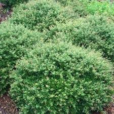 Dwarf Yaupon Schilling Holly | Extra Large 3 Gallon Plants | Ilex vomitoria 'Schillings' | Vibrant Evergreen Shrub | Perfect for Landscaping