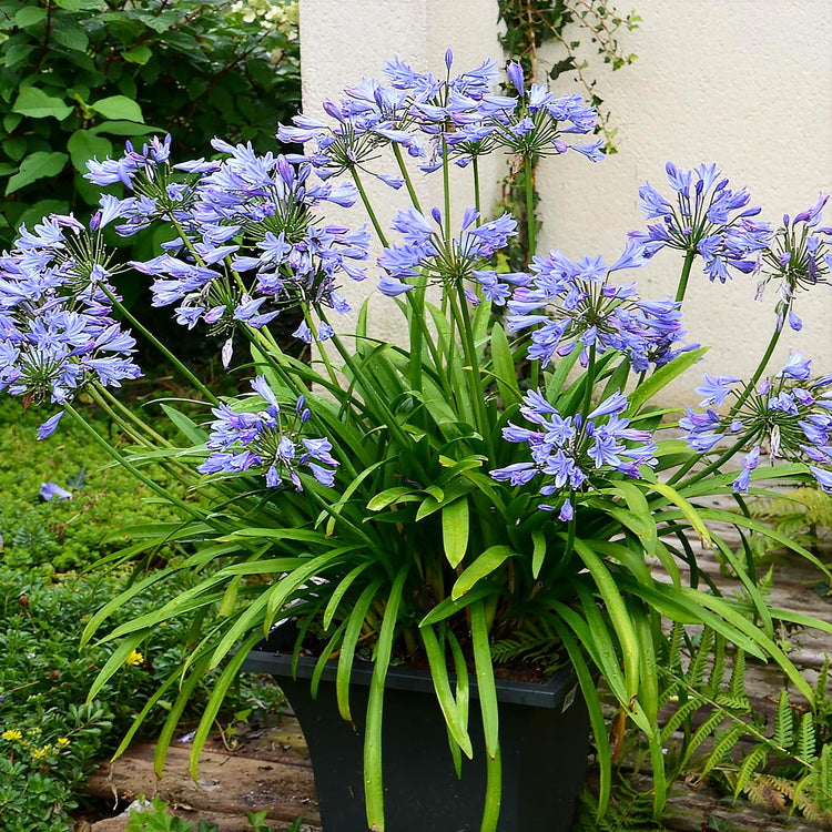 Agapanthus Africans Blue | Extra Large 3 Gallon Plants | Vibrant & Hardy Perennial, Lush, Ornamental Plant with Brilliant Blue Blooms, Ideal for Borders, Containers & Landscape Accents