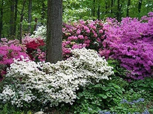 Azalea Vivid | Live Plants | Red Flowering Rhododendron Blooming Shrubs