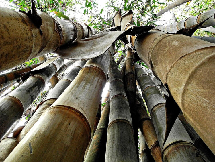 Dendrocalamus Giganteus Bamboo | Large Gallon Size Plants | Fast-Growing Privacy Screen | Giant Live Outdoor Greenery | Sustainable Garden Solution