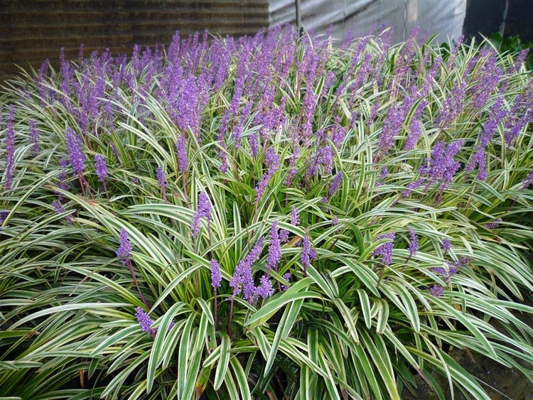 Variegated Liriope Muscari 'Silvery Sunproof' - Live Plants - Blooming Evergreen Groundcover