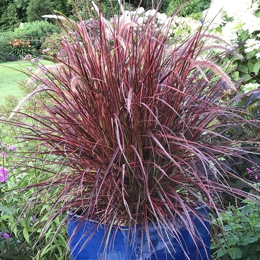 Red Fountain Grass | Extra Large 3 Gallon Plants | Pennisetum setaceum | Vibrant Landscape Feature | Striking Color Contrast