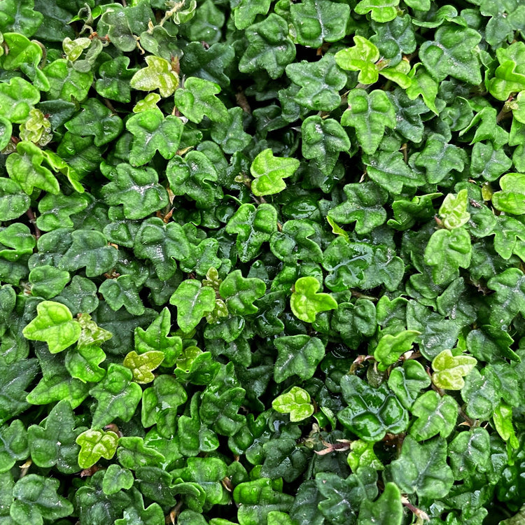 Ficus Pumila Quercifolia | Live Plants | Oak Leaf Creeping Fig, Easy-Care Indoor/Outdoor Trailing Vine Plant, Perfect for Walls and Ground Cover