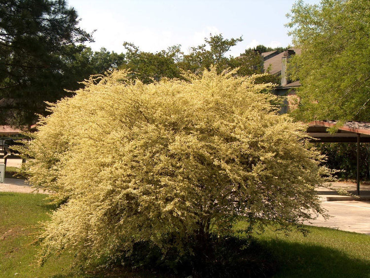 Ligustrum Sinense Variegated - Live Plants - Chinense Privet Sinense - Deciduous Flowering Ornamental Shrub