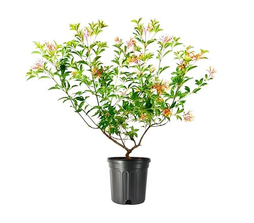 Firebush Dwarf | 3 Extra Large 3 Gallon Plants | Hamelia Patens | Hardy Outdoor Shrub | Garden Landscape Addition