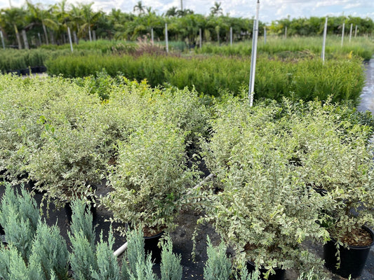 Ligustrum Sinense Variegated | Extra Large Gallon Plants | Ligustrum sinense 'Variegata' | Stunning Foliage for Landscaping | Decorative Outdoor Shrub | Enhance Your Garden Aesthetics