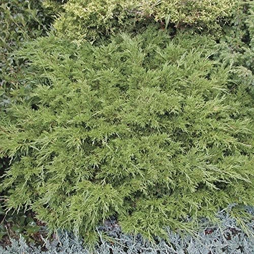 Juniper Monna Sierra Spreader | Live Plants | Juniperus Chinensis | Drought Tolerant Cold Hardy Evergreen Ground Cover