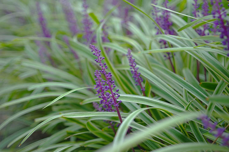 Variegated Liriope Muscari Silvery Sunproof - Large Quart Size Plants - Live Blooming Evergreen Groundcover