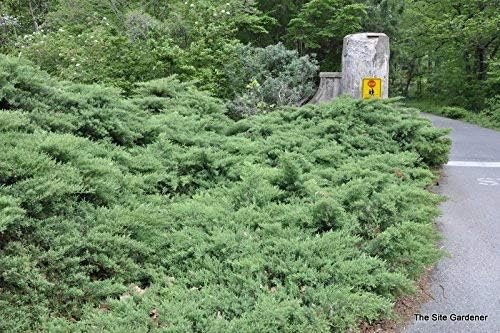 Juniper Nicks Compacta - Live Plants - Juniperus Chinensis - Hardy Evergreen