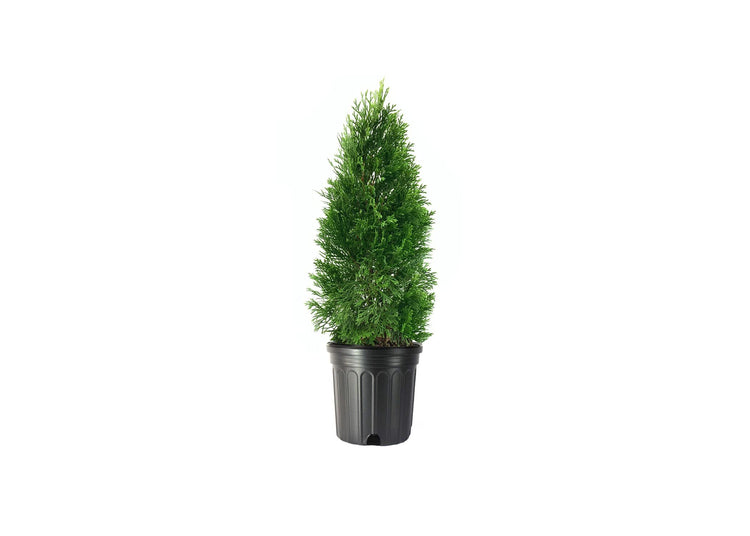 Arborvitae Emerald Green | Live Gallon Size Trees | Thuja Occidentalis Smaragd | Evergreen Privacy Screening Hedge Plants