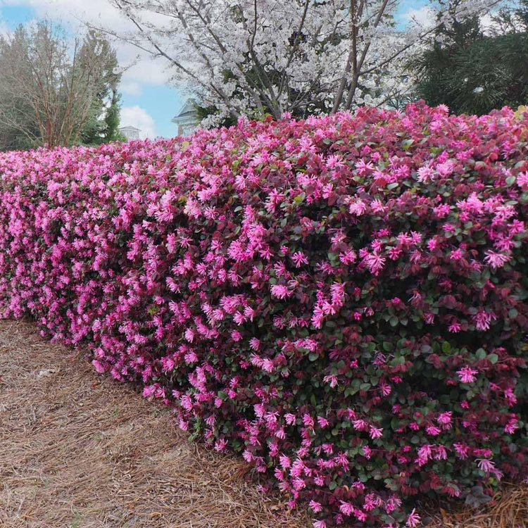 Loropetalum Ruby | Extra Large 3 Gallon Plants | Loropetalum Chinense 'Ruby' | Vibrant Garden Addition | Easy-Grow Foliage